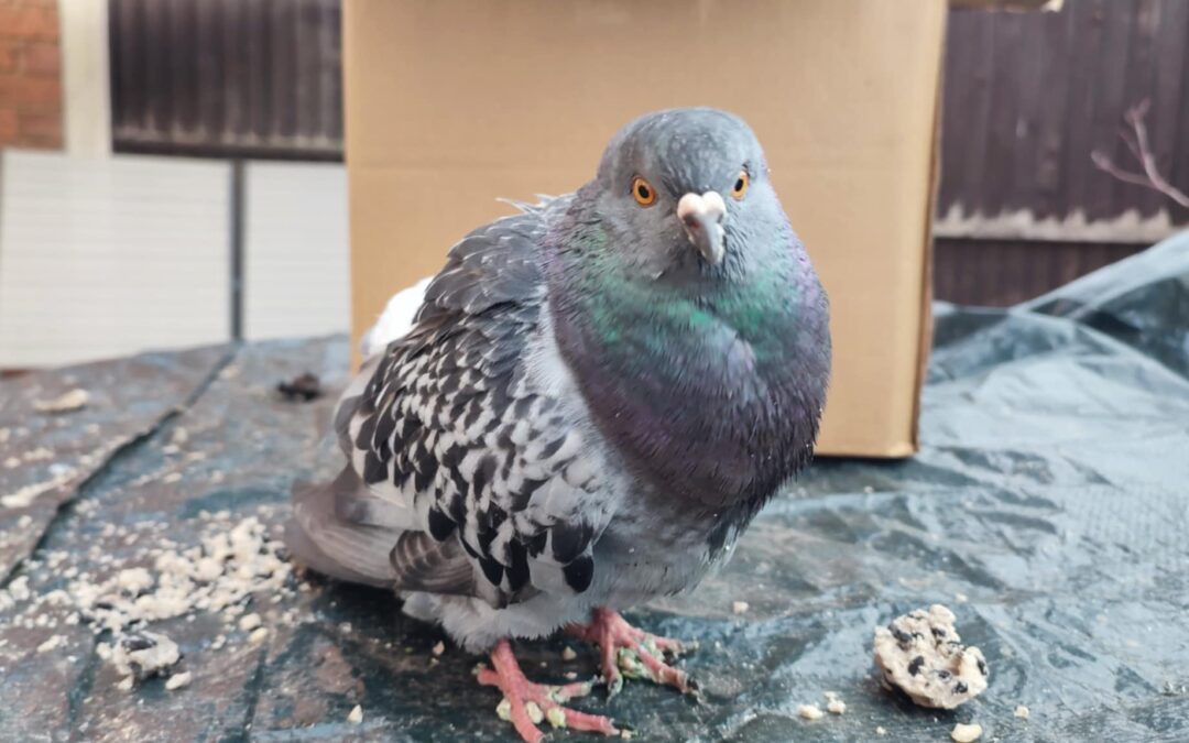 Why have pigeons become the internet’s new favourite bird?