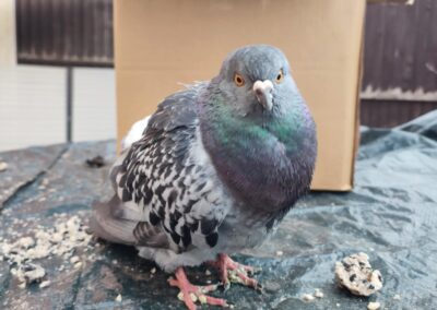Why have pigeons become the internet’s new favourite bird?