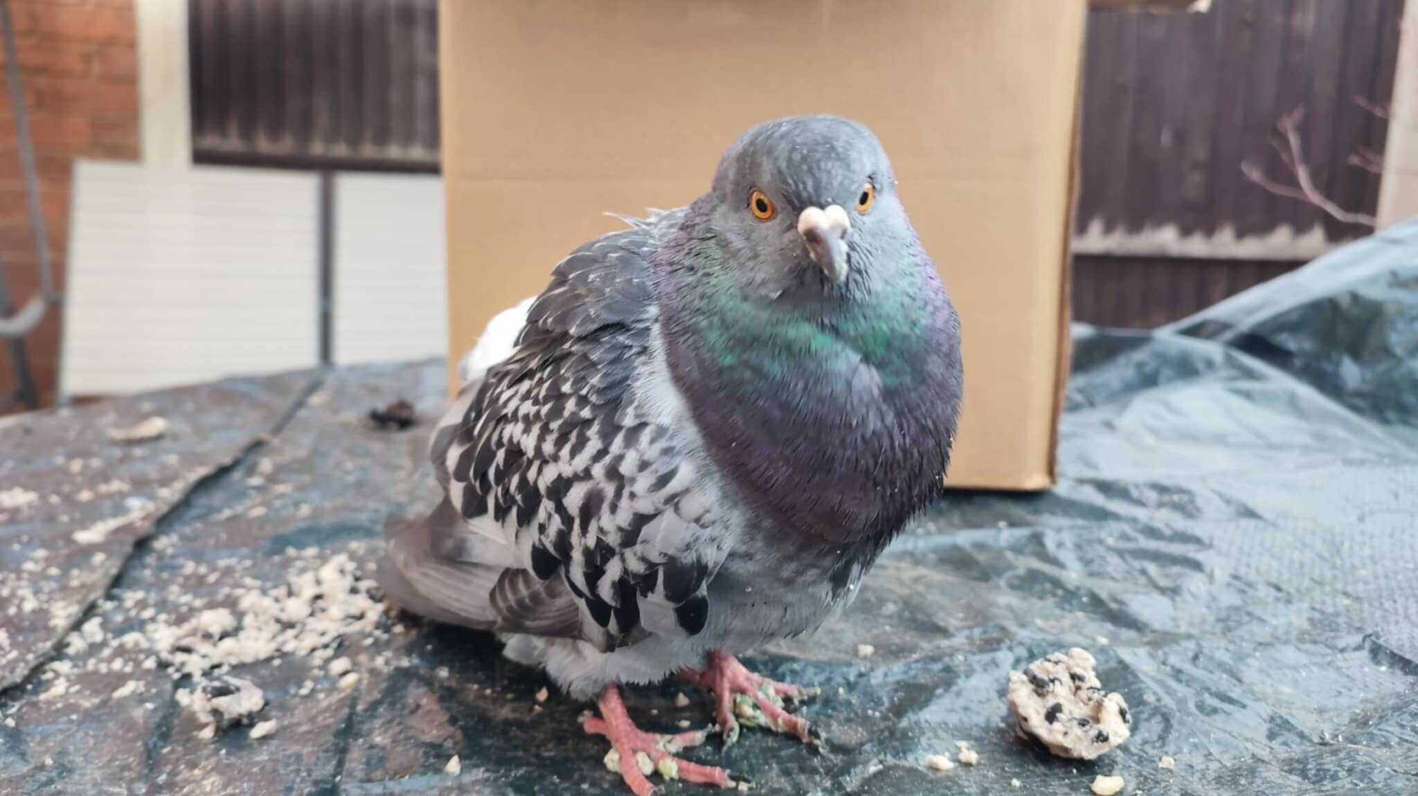 Why have pigeons become the internet’s new favourite bird?